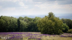 Naturfoto vom Wildblumenwiese "Hope" getitelt