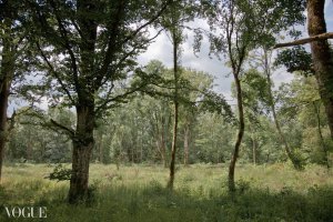Naturfoto vom Waldlichtung "Keeping the distance" getitelt